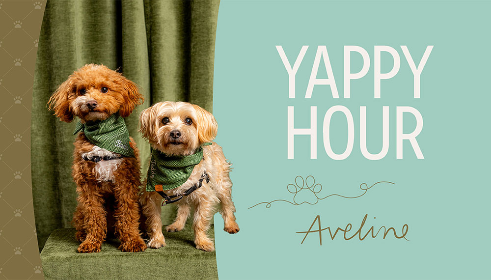 Yappy Hour Web Tile featuring two cute dogs