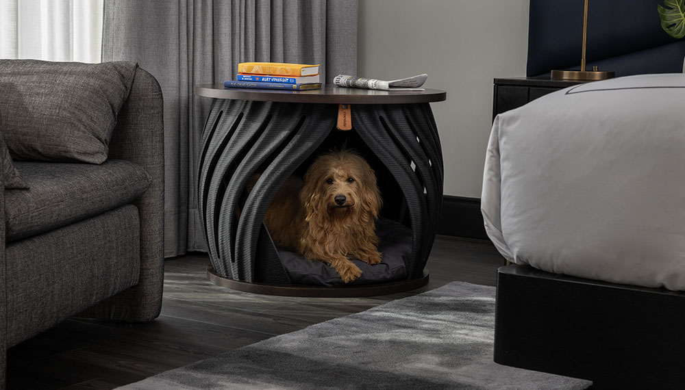 Dog in guestroom