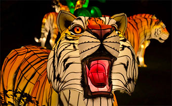 Light up Tiger light installation