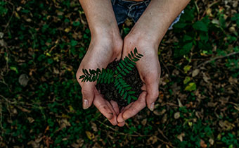 green plants held in hands